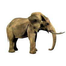 Elefanten in Afrika afrikanischen Tier Charakter elefant Pflanzenfresser riesige Elfenbein säugetier Modell savannah selis3d 3d print model - Mito3D