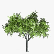 elm tree low poly abramsdesign american bark forest game landscape leaf lower model nature plant vegetation 3d print model - Mito3D