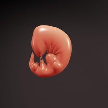 embriyo anatomi vücut karakter çocuk gelişme kadın fetal fetus kız insan matiuss model hamilelik 3d print model - Mito3D