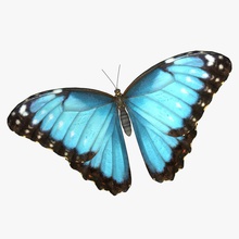 emperor butterfly 3d molier animal beautiful blue bug colorful common forest insects international model morpho nature peleides photoreal realistic small tropical vray wildlife wing 3d print model - Mito3D