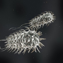 escherichia-coli-Bakterien Anatomie Bakterien Biologie Zelle coli Krankheit ecoli escherichia Mensch Infektion Mann die medizinische micros mikroskopische Modell Organismus Parasit Wissenschaft wissenschaftliche virale virus xen32 3d print model - Mito3D