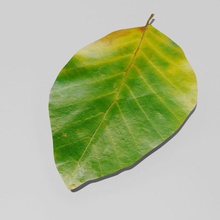 Avrupa kayın sonbahar yaprak fagus sylvatica mimarlık tasarım orman manzara model doğa süs outoor paulsendesign bitki kılıyor sahne ağaç örtüsü 3d print model - Mito3D