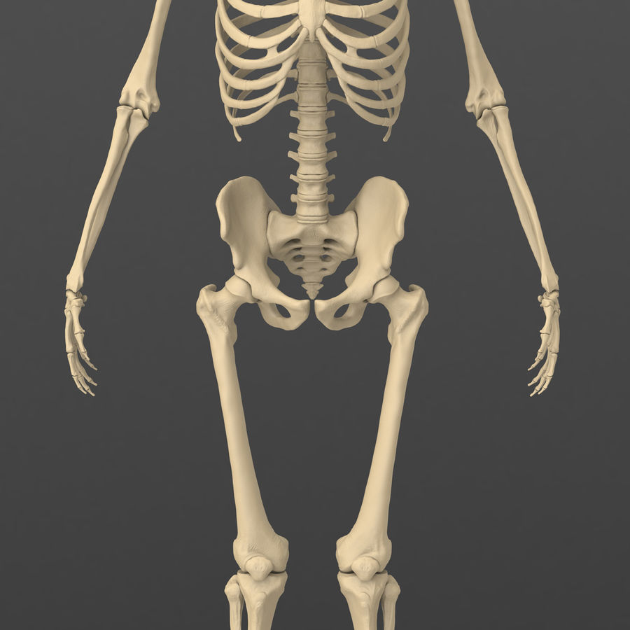 esatto realistico maschio umano scheletro anatomia corpo l'osso carattere ecorche femore perone piedi mano umana omero konstantinsosnin mandibola medico la medicina modello il bacino realistici gabbia toracica scienza skelet cranio tibia vertebrali zbrush 3D print model - Mito3D