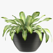 exotic plants bed boscan decorative flower flowerpot model palm plant pot rodolfo small street tree vase 3d print model - Mito3D