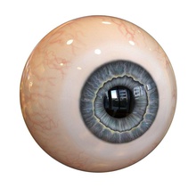 occhio 3dchars l'anatomia corpo carattere cornea testa umana iris modello alunno 3d print model - Mito3D