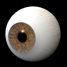 eye anatomy balls believe body character eyeballs female head human iris male man model people woman xquick 3d print model - Mito3D