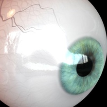 göz anatomi blazer76 yanıp sönen vücut karakter kornea Gözbebekleri yüz insan ıris maya tıbbi tıp akıl organ gözbebeği ray gördüm doku vizyon 3d print model - Mito3D
