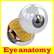 anatomía del ojo aleksandr alekseev la cuerpo cabeza iris hombre médica modelo ciencia esclera de visión 3d print model - Mito3D