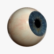 eyeball 3d grafx anatomy body character cornea eye eyeballs human iris looking model organs pupil realistic sclera vision 3d print model - Mito3D