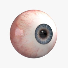o globo ocular anatomia corpo personagem córnea olho globos oculares rosto humanos íris modelo picturefactory aluno esclera 3d print model - Mito3D