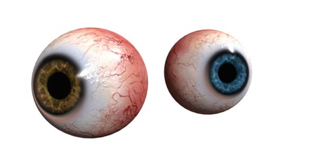 göz anatomi bio biyoloji kör vücut camara karakter merkezine toplama koni cyclops odak insan ıris lens ışık model organ işaret etti gözbebeği rednas201 retina gördüm hassas küreler soba 3d print model - Mito3D