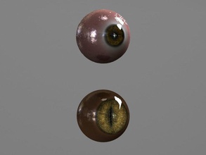 occhi - realistico 3d l'anatomia animazione corpo carattere le creature occhio testa umana uomo mesh modello parti realistici sergeiii shader vray donna 3d print model - Mito3D