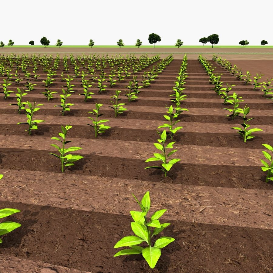 farm field crops agriculture corn crop farmer food maze model plant shopmax small stalk vegetable 3D print model - Mito3D