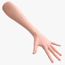 female hand adult anatomy arm body character finger girl human marmoset medical model open painted pbr real realistic roman3dd science skin time toolbag woman wrist young 3d print model - Mito3D