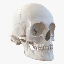 weibliche menschliche Schädel 3d 3d-molier 3ds Anatomie Körper Knochen Charakter cranium weiblich Mädchen Kopf Mensch international Kiefer die medizinische Medizin Modell Nase Menschen realistisch sind Wissenschaft Skelett Zähne vray Frau 3d print model - Mito3D