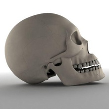 female skull 3dmb anatomy body bone character human medicine skeletal skeleton system woman 3d print model - Mito3D