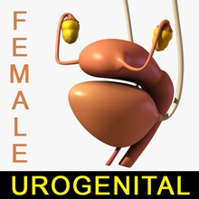 female urogenital system anatomy bladder body character human internal kidney leo3dmodels model organs ovaries sex urethra vagina 3d print model - Mito3D
