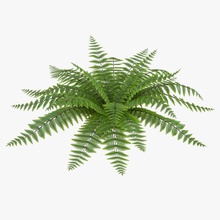 samambaia 3d molier 3ds casca botânico arbustos exterior floresta grama o verde internacional selva paisagem a folha modelo palm planta realista pequena árvore tropical vegetação vray selvagem 3d print model - Mito3D