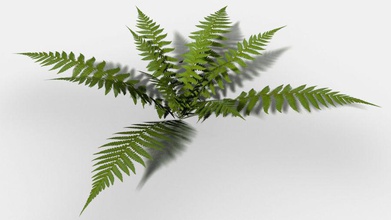 fern collection essentials game leaf model plant shrubs small 3d print model - Mito3D