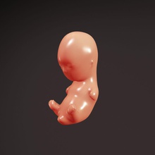 fetus anatomi vücut karakter çocuk embriyo fetal insan bebek matiuss tıbbi model 3d print model - Mito3D