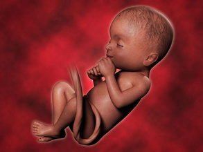 Fötus, baby Anatomie Körper Charakter Fötus Mensch kamalpahuja Gebärmutter 3d print model - Mito3D