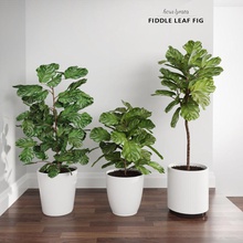 ficus lyrata trees fiddle-leaf fig bushes contemporary fiddle foliage ground house houseplant indoor interior leaf macrox model modern plant pot realistic shrubs tree white 3d print model - Mito3D