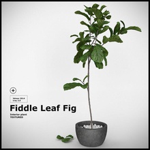 fiddle leaf fig 3d deco ficus fiddle fig interior leaf model muresanvlad plant small