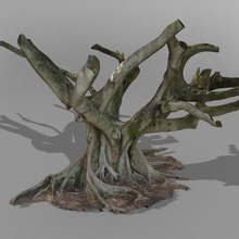 fig tree australiano di scansione 3d glen harris modello la pianta albero 3d print model - Mito3D