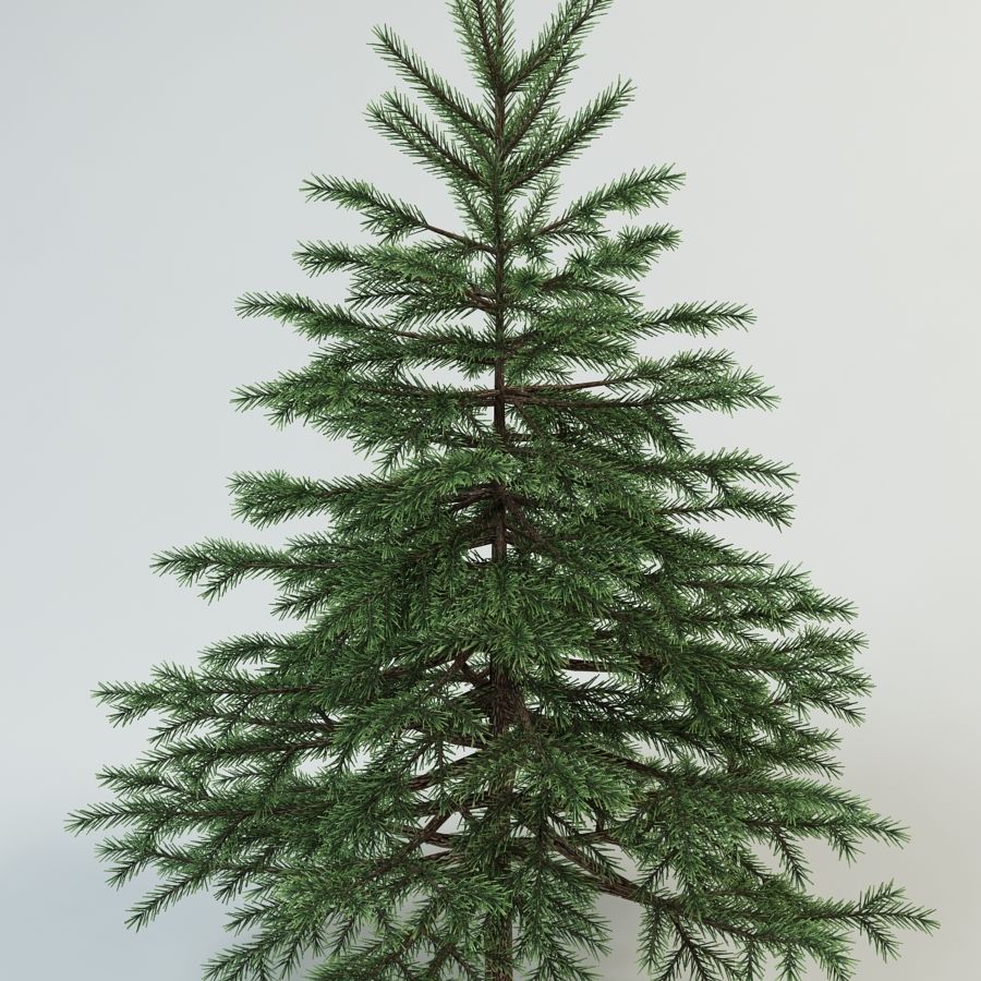 cipreste, abeto abies botaniq ramo arbustos celebrar natal fir o verde lanfir111 modelo agulhas novo picea planta a neve árvore tronco galhos inverno anos 3D print model - Mito3D