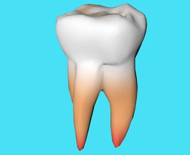 el primer molar la anatomía carácter de corona dentición esmalte en lugar humanos mandibular médica modelo los molares boca personas realista ciencia stuart7 dientes 3d print model - Mito3D