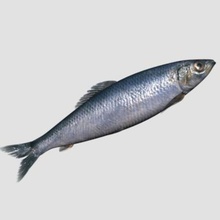 du poisson animal cutcat les aliments lac de l'océan la rivière mer 3d print model - Mito3D