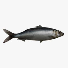 fish herring animal catch food guniball model seafood sealife underwater 3d print model - Mito3D