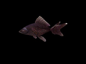 Fisch Tiere 3d print model - Mito3D