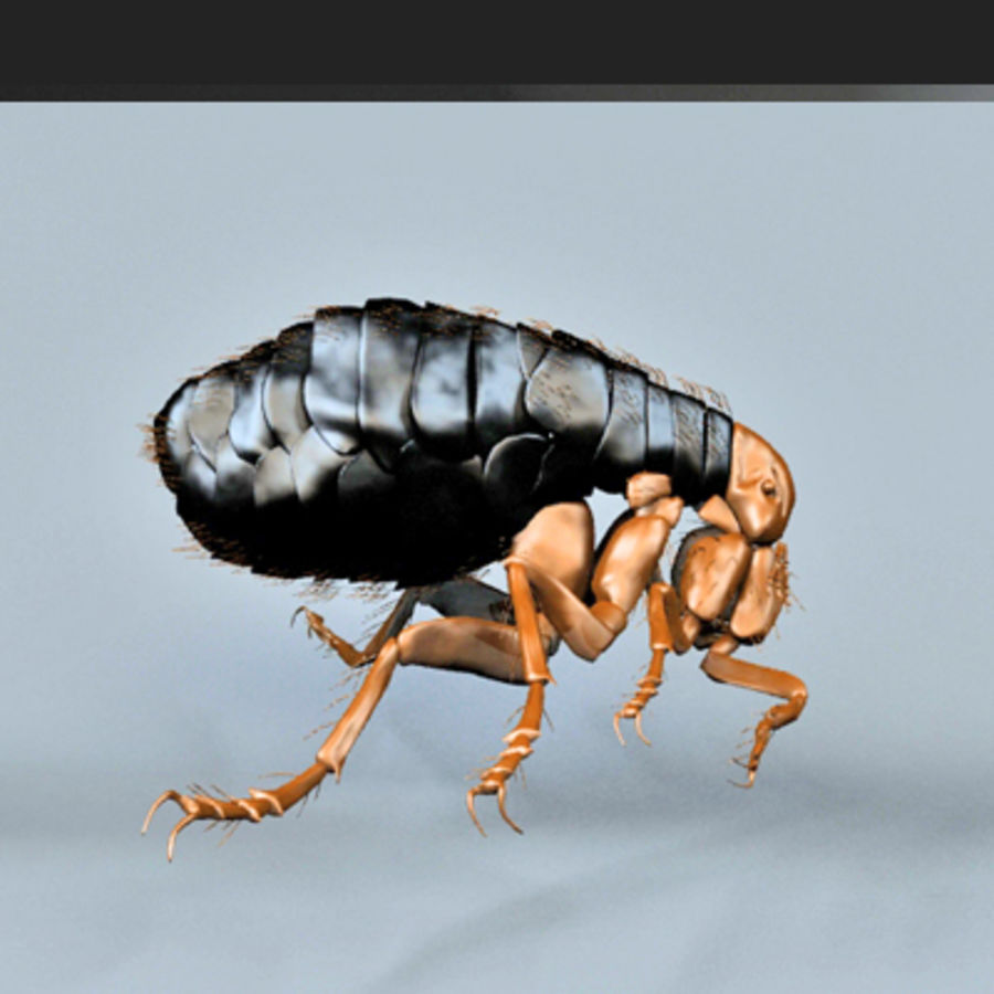 aux puces 3deverart animal bit sang bug cat caractère chigger chignon chigoe chien de l'homme les insectes parasite parazite petite laid 3D print model - Mito3D