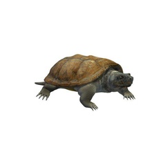 floridaturtle v1 florida snapping turtle animals printable lowpoly 3d print model - Mito3D