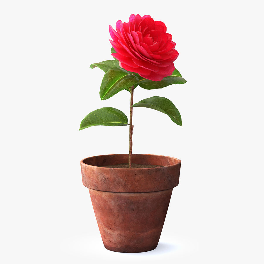 flower camelia pot 3d molier bloom blossom branch camellia decoration flora floral garden international japanese japonica leaf model petal pink plant rose tsubaki vray 3D print model - Mito3D