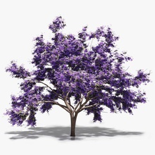 fioritura albero di jacaranda 3d bloom fiore modello ossidiana la pianta viola 3d print model - Mito3D