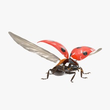 flying ladybug 3d molier adalia animal beautiful beetle bipunctata bug coccinellidae dot fly insects international lady ladybird model nature orange red small spotted wing 3d print model - Mito3D