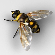 mouche 3d wanderer animal la grange abeille bornet bug dessin animé caractère cheetah3d de l'œil taon maison domestique les insectes joseclemente jungle modèle mosca guêpe 3d print model - Mito3D