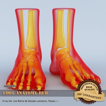 ayak anatomisi kırmızı anatomi çıplak vücut kemik karakter basamak finge insan bacaklar bağ tıbbi model organik parçalar Fizyoloji gerçekçi çalıştırın sahasrad bilim iskelet başparmak parmağı 3d print model - Mito3D