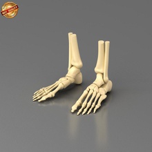 foot skeleton anatomy ankle biophysics body bone calcareous character digit human legs male medical metatarsals model phalanges physiology science skeletal snscgworks tarsal toe 3d print model - Mito3D