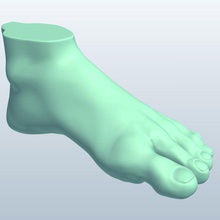 foot v1 anatomy printable lowpoly 3d print model - Mito3D
