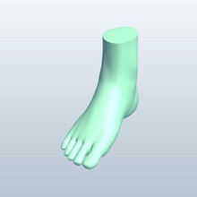 Fuß-v3 Fuß Anatomie v3 bedruckbar ist lowpoly 3d print model - Mito3D