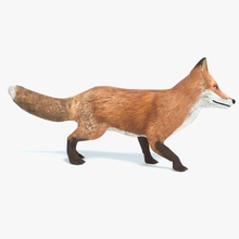 fox animated abramsdesign animal canine dog engine forest game jackal lower mammal model poly ready real red rig run time ue4 unreal walking wild wolf 3d print model - Mito3D