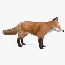 fox abramsdesign Tier canine Hund Wald Spiel Schakal niedrigere säugetier Modell poly bereit real rot Zeit wild wolf 3d print model - Mito3D