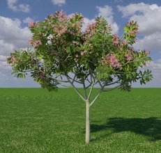 frangipani ld azzamunza flower foliage frangipanni landscape model plant tree 3d print model - Mito3D