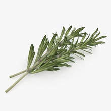 fresh rosemary 3d molier aroma aromatic branch bunch cooked culinary eat food healthy herb herbal ingredients international leaf model plant raw scent small spice twigs vray 3d print model - Mito3D