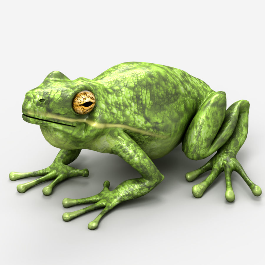 rana anfibi animale biologia bullfrog carnivori cotte delta uovo pesce cibo lago larva vita carne modello il fango natura foresta pluviale fiume palude tero rospo vescan victor acqua wild 3D print model - Mito3D