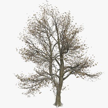 frosty partially snow covered winter tree leaves architecture bare broad broadleaf cold countryside cover deciduous fall foliage forest frosted ice icy leaf leaved litarvan mesh model morning plant proxy realistic vray wood 3d print model - Mito3D