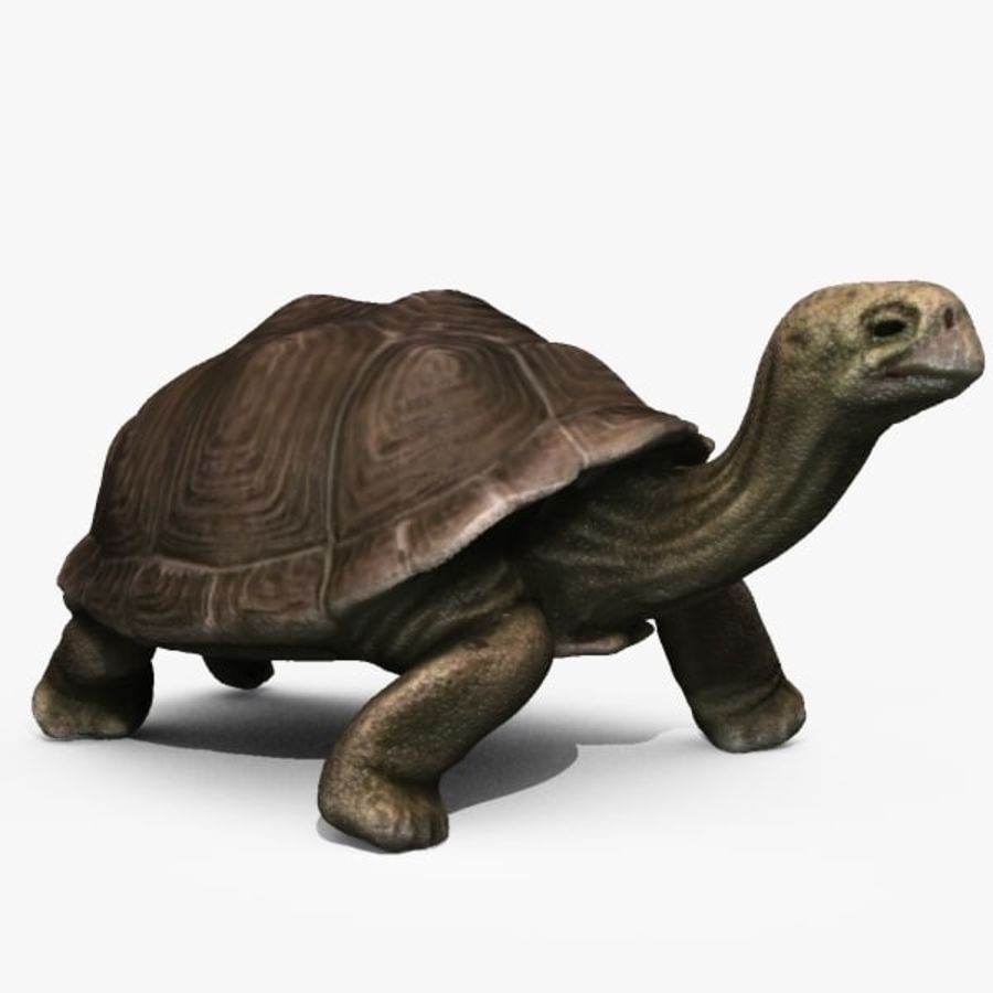 galapagos tortoise animal darwin michaeltaylor3d model reptiles tmnt turtle 3D print model - Mito3D